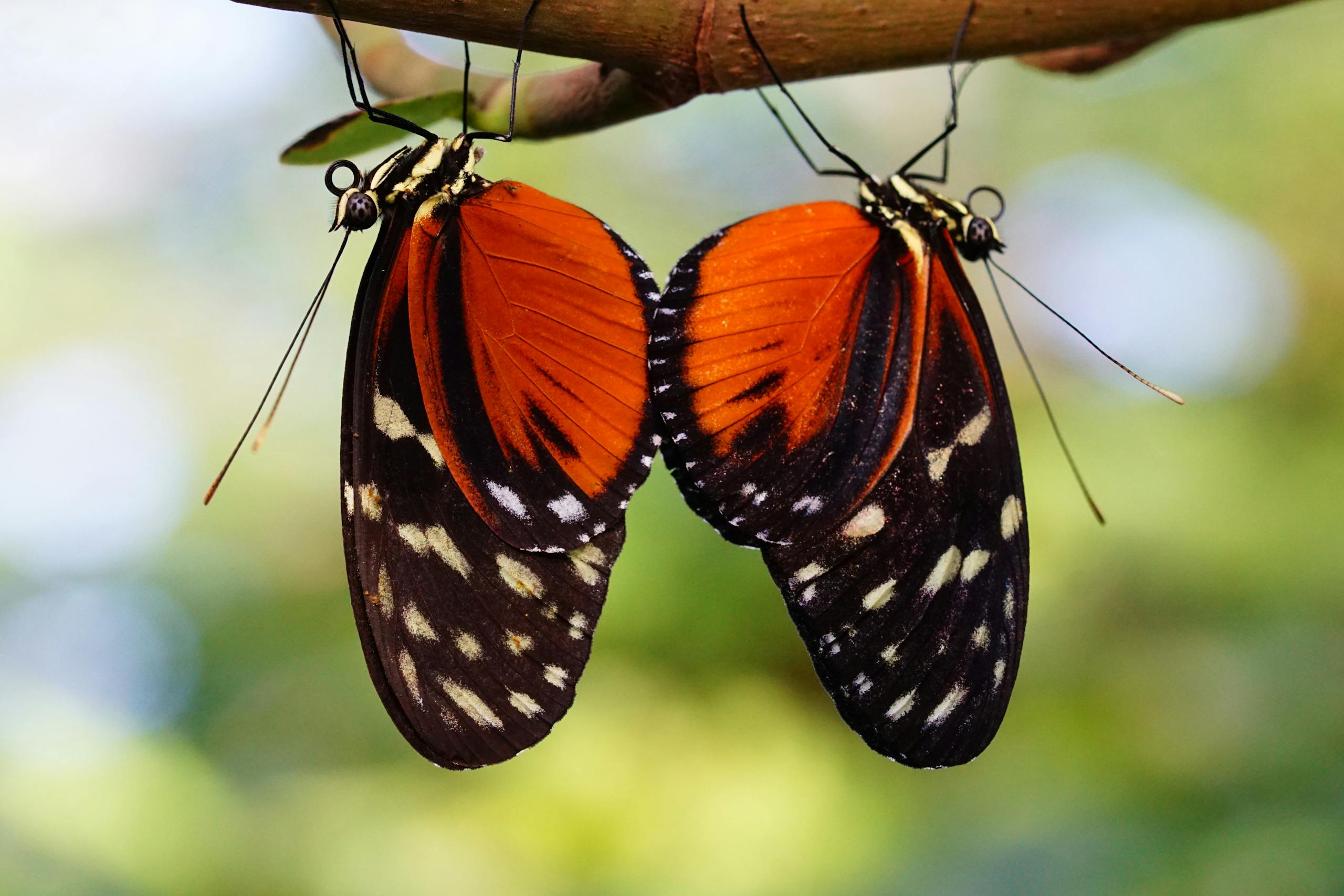 Detailed close-up of two mating butterflies showcasing vibrant orange and black wings.